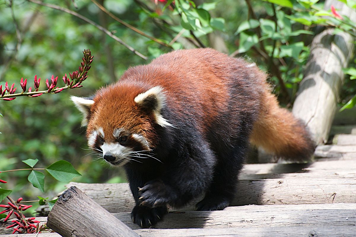 Chinesischer panda