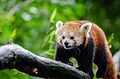 Red Panda (20679769574).jpg