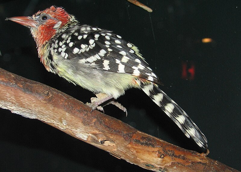 File:Red and Yellow Barbet.jpg