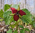 * Nomination Red trillium blooming at the Eldred King Woodlands, Ontario, Canada. --СССР 00:01, 9 April 2019 (UTC) * Promotion Good quality. -- Johann Jaritz 00:09, 9 April 2019 (UTC)