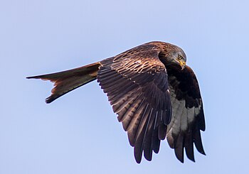 Redkite flying Luis Scarabino 18.182 6.458 out of 10, SD 2.709