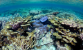 Reef habitats at Palmyra Atoll - Peerj-81-fig-3G.png