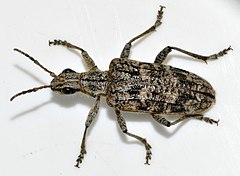 Rhagium inquisitor от Германия