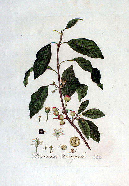 File:Rhamnus frangula — Flora Batava — Volume v3.jpg