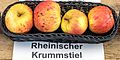 Rheinischer Krummstiel