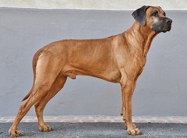 File:Rhodesian Ridgeback (6 years).jpg - Commons