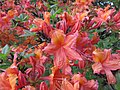 Rhododendron 'Pollonia'