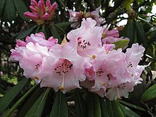 Rhododendron calophytum (1).jpg