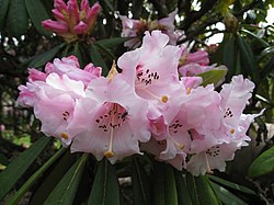 Rododendron calophytum (1). 
 jpg