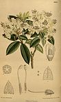 Rododendron hanceanum 142-8669. jpg