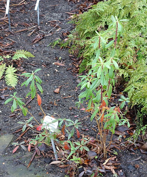 File:Rhododendron pleistanthum - Botanischer Garten, Dresden, Germany - DSC08948.JPG