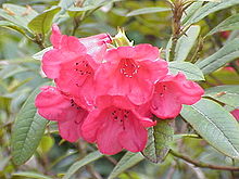 Rhododendron - Wikipedia