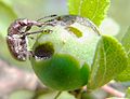 Female on sloe