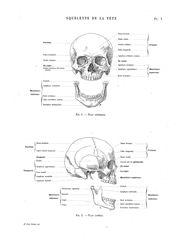 Le squelette de la tête, le crâne. Leçon 5. Anatomie artistique.