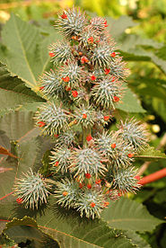 Ricinus communis DSC 0022.JPG