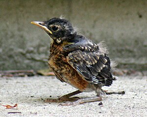 Robin chick 2 Galawebdesign.jpg