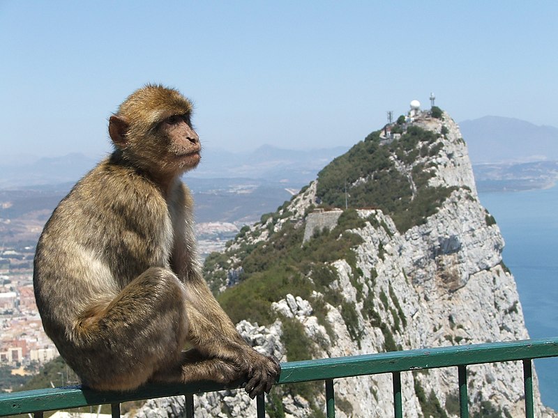 Scimmie Di Macaco Di Barbary Che Si Siedono Su Un Recinto, Gibilterra Con  Il Mare Un Giorno Soleggiato Fotografia Stock - Immagine di montagna,  animale: 110630278