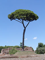 Pinus pinea (Stone Pine)