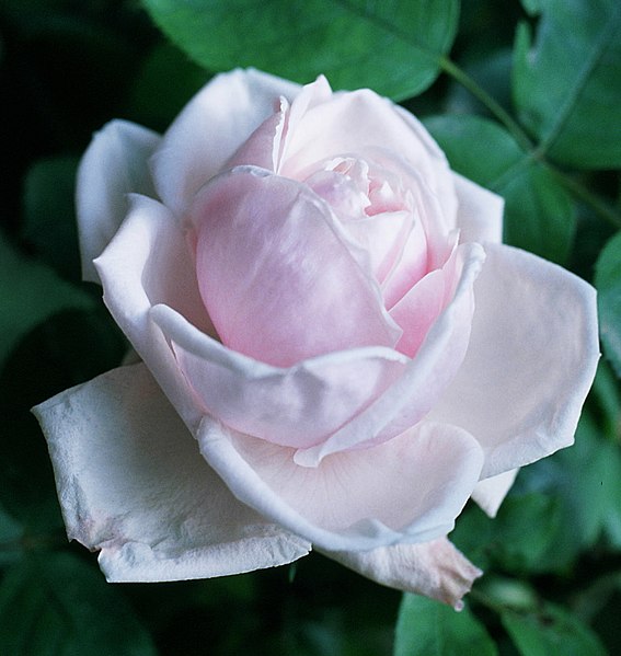 File:Rosa 'Paul's Early Blush'.jpg