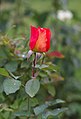 * Nomination Rosa 'Super Trouper' --LexKurochkin 17:10, 10 September 2022 (UTC) * Withdrawn  Oppose Good composition, but not sharp enough / too less DOF. --Stepro 18:05, 18 September 2022 (UTC)  I withdraw my nomination and thank you for the review. --LexKurochkin 18:02, 19 September 2022 (UTC)