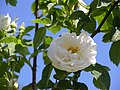 ‘Alba Maxima’, Rosa alba, sehr alt (Antike?)