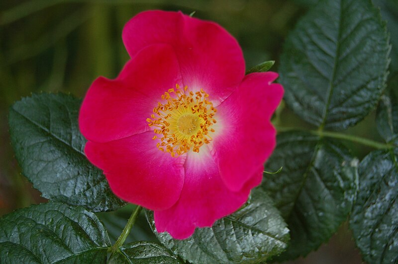 File:Rosa canina 1910.JPG