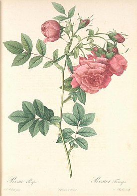 Rosa rapa ботаническая иллюстрация из Redoute P.J., Les roses, 1817