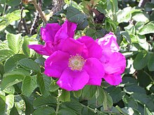 Prunus-maritima Plaja-Floare de prun-1.JPG