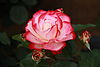 Rose, Jubile du Prince de Monaco 2000.jpg