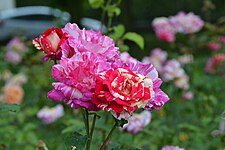 La Roseraie et ses roses fleurissantes