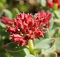 Rosy sedum (Sedum rosea) flowerhead, close