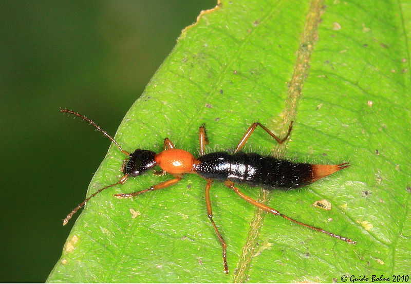 File:Rove beetle of W-Papuan rainforest (5067279538).jpg