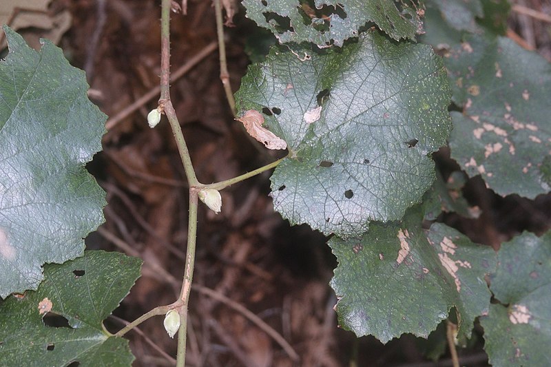 File:Rubus sieboldii s5.jpg