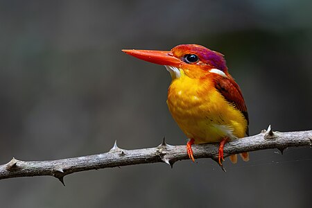 Rufous-backed Dwarf-Kingfisher 0A2A6720