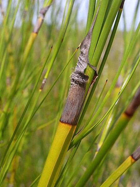 Caustis pentandra