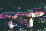 Miniatura Russula amethystina