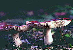 Russula amethystina: fotografijŏ