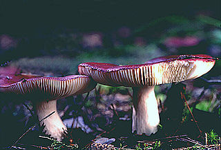 <i>Russula amethystina</i> Species of fungus