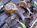 Vignette pour Escargot de Quimper