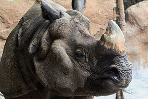 Rhinoceros Unicornis: Tassonomia, Descrizione, Comportamento