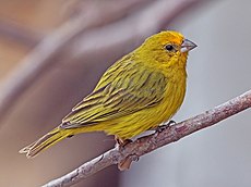 Pinson du safran (Sicalis flaveola) mâle.JPG