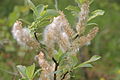 Salix appendiculata, Fruchtstand