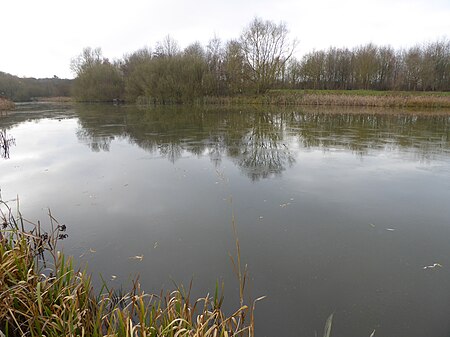 Saltersford Wood 8