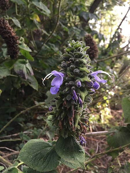 File:Salvia macrostachya.jpg