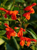 Thumbnail for Salvia miniata