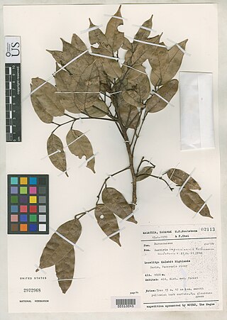 <i>Santiria impressinervis</i> Species of tree