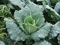 Savoy cabbage