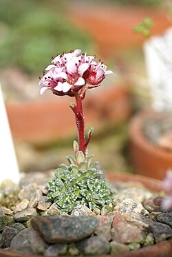 Saxifraga pulchra 01. jpg