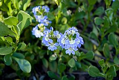 Flores azuis de Scaevola aemula