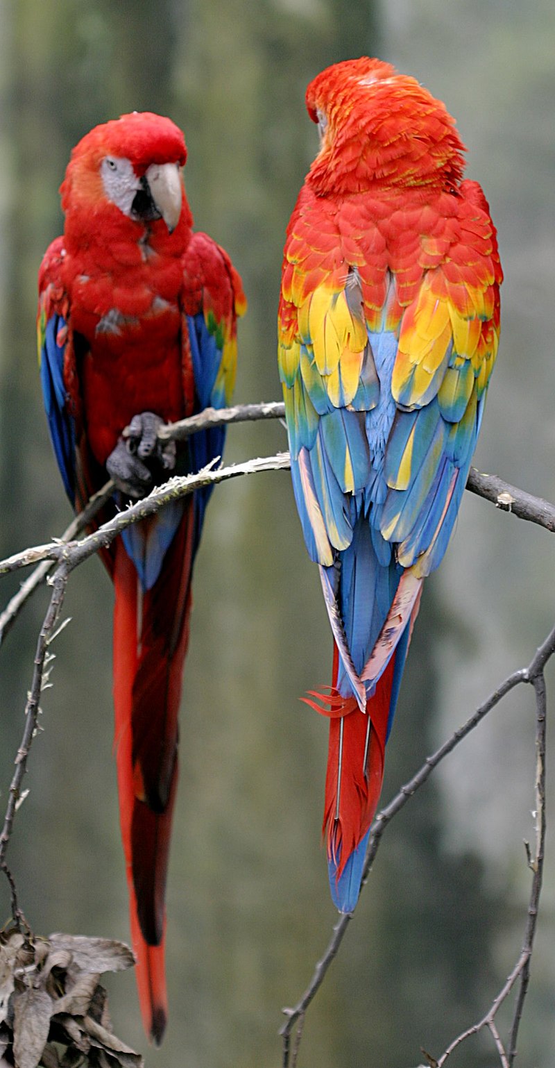 Wildlife of Costa Rica - Wikipedia